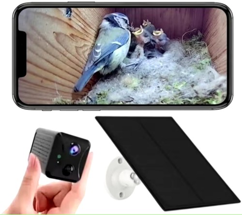 Telecamera bird box - bird,